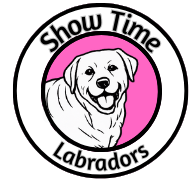 Show Time Labradors